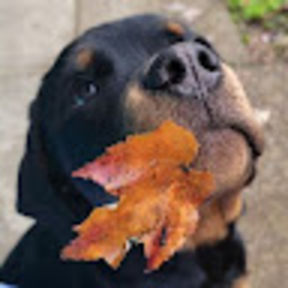 Meet your Posher, Fayellen - Picture 1 of 1